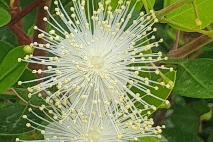 Myrtus 3