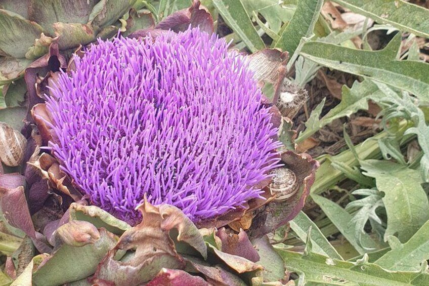 Artichokes 2