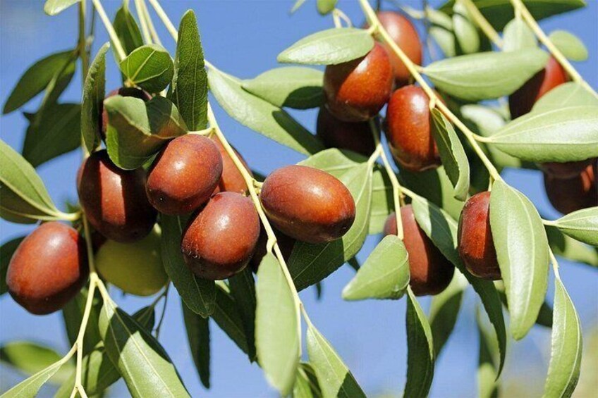 Ziziphus fruit 4