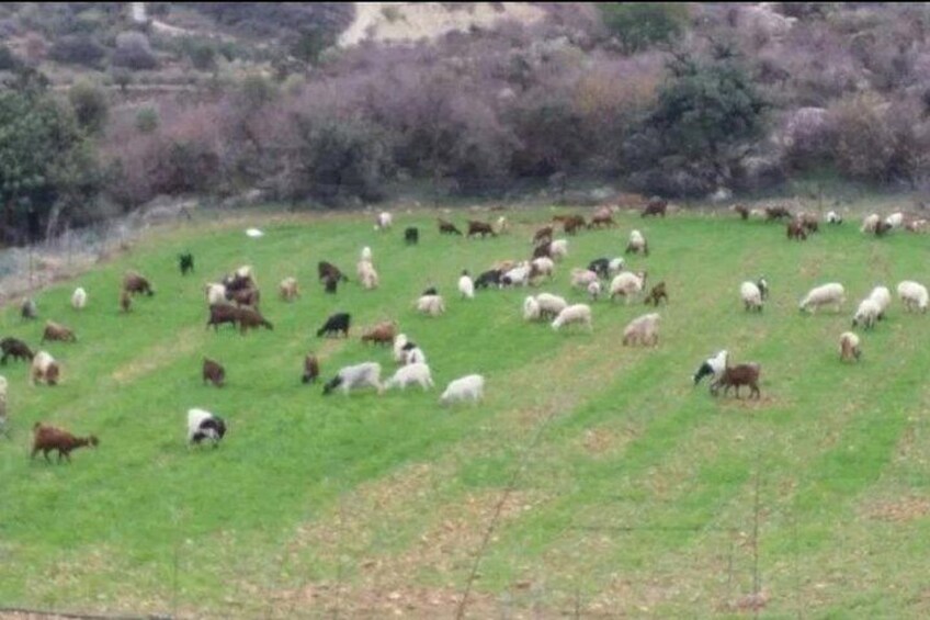Sheep and goats enjoying the greenery 3