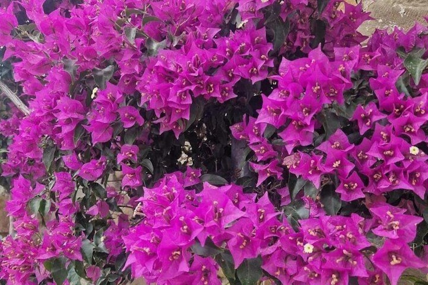 Beautiful bougainvilleas growing at the garden 2