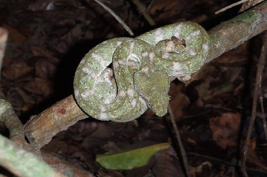 Un serpente avvolto attorno a un ramo d'albero in una foresta. 3