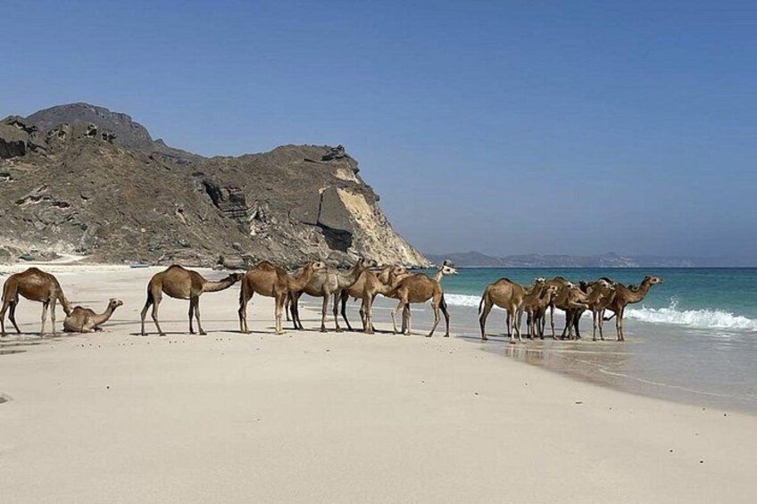 fazayah beach1 5