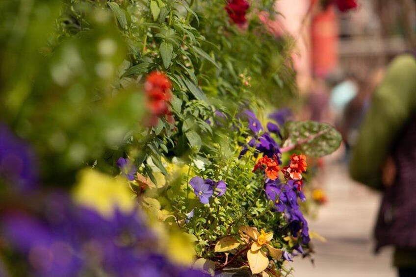 A garden with various flowers and plants. 3