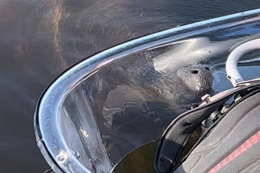 Curious manatee checking us out in our clear kayaks! 4