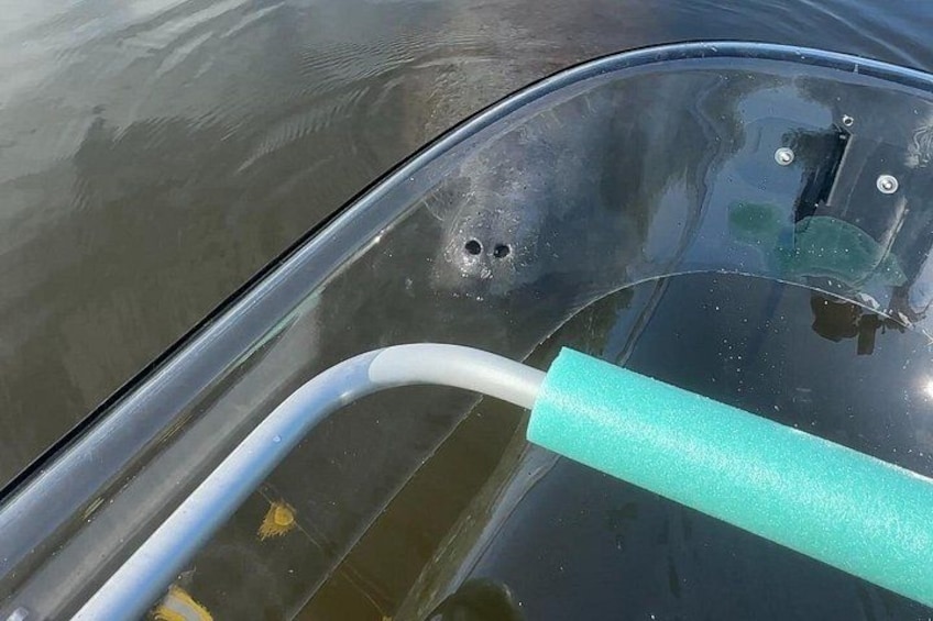 Caution: Human viewing ahead! We're not the only curious creatures! Manatees call Robinson Preserve home! 1