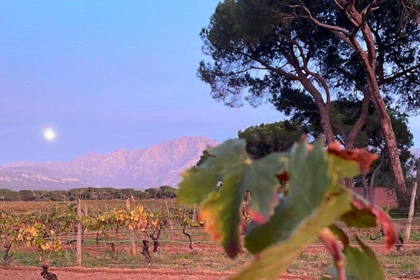 Corsican Wine Tour & Picnic in Calvi 5