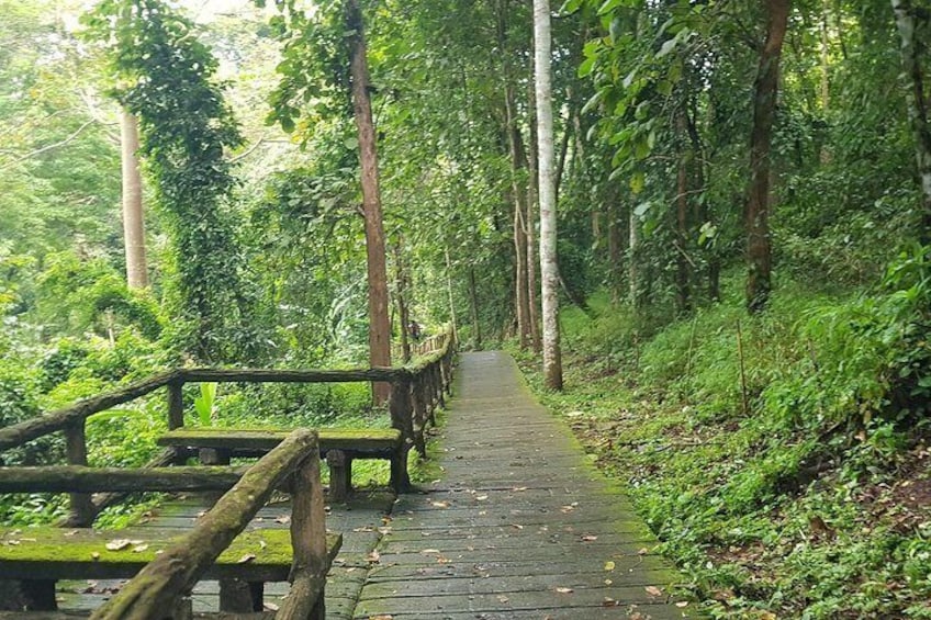 Un sentier en bois qui traverse une forêt. 5