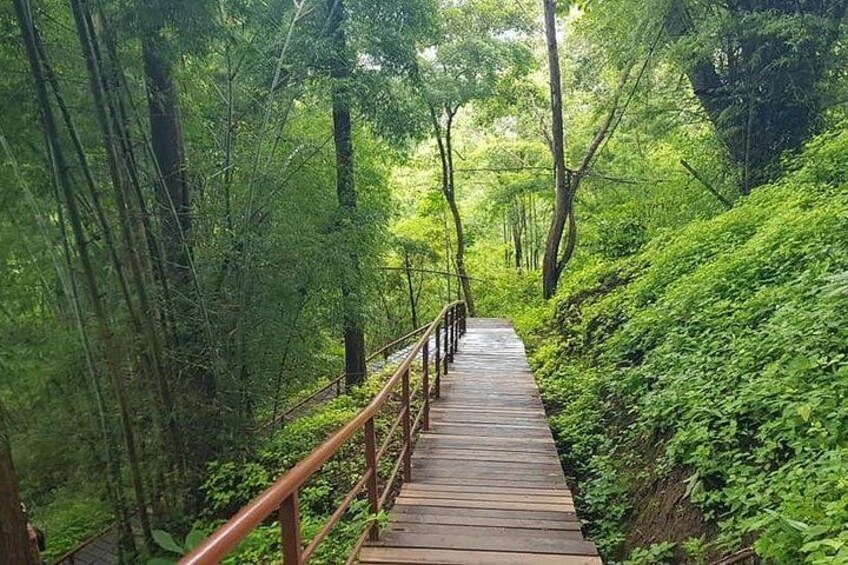 Una passerella in legno che si snoda attraverso una fitta foresta. 2