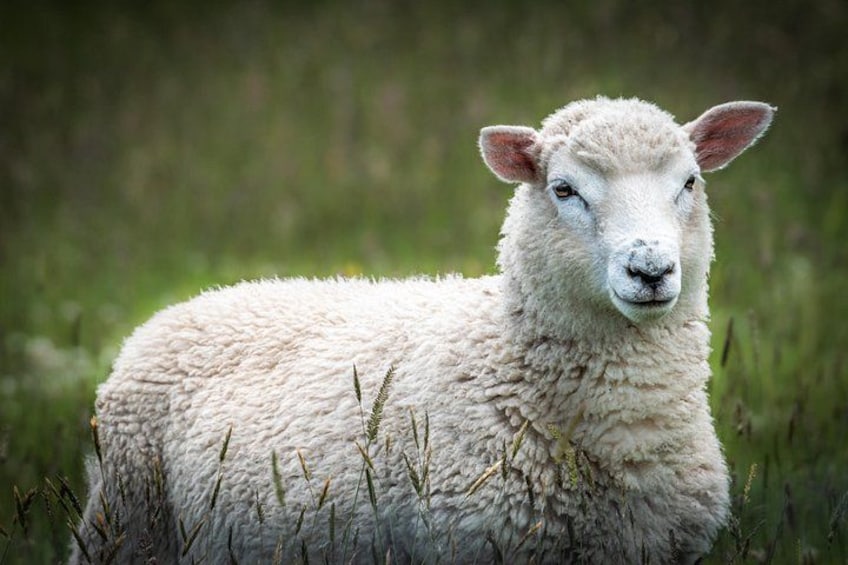 A sheep in a grassy field. 2