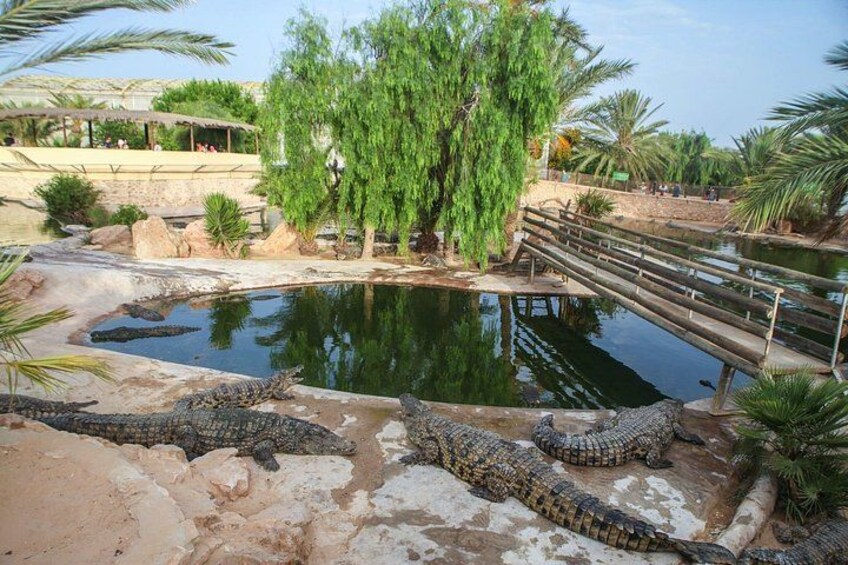4-hour Tour with Crocodile Encounter in Djerba Island 1