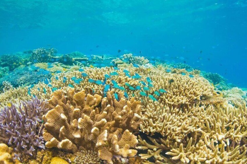 Grand Cayman 3-Stop Adventure: Stingray City & Reef Snorkeling 5