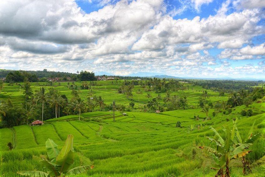 Terraced rice fields, palm trees, and a cloudy sky. 2