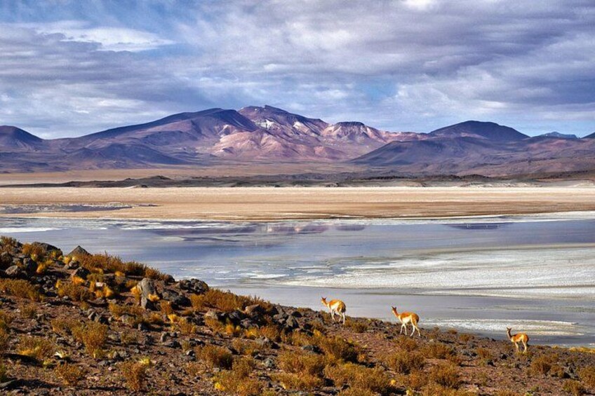 Private Expeditions Salar de Tara and Pujsa 1