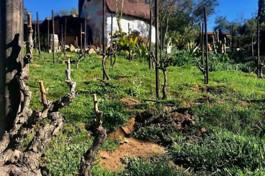 Wine Tasting Tour ONLY for Cruise Ship Visitors. ALL INCLUSIVE! 3