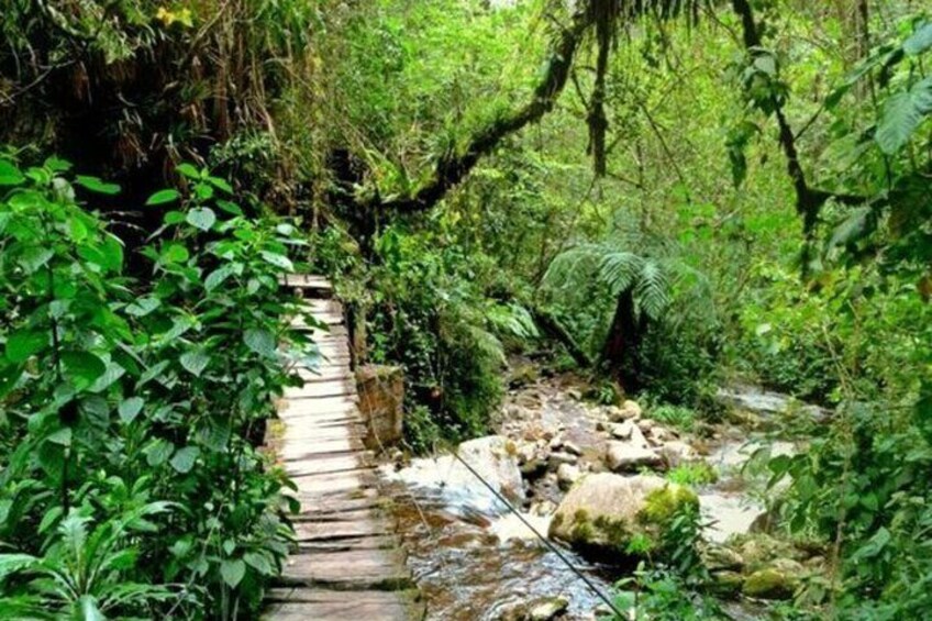 Santa Rita Waterfall and Salento Hike Tour