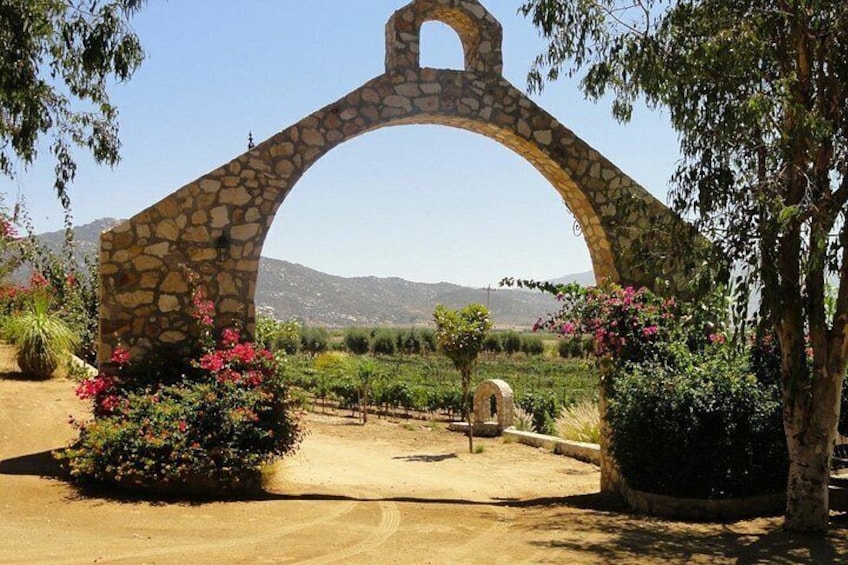 Valle de Guadalupe Private Driver and Vehicle 10 hours 4