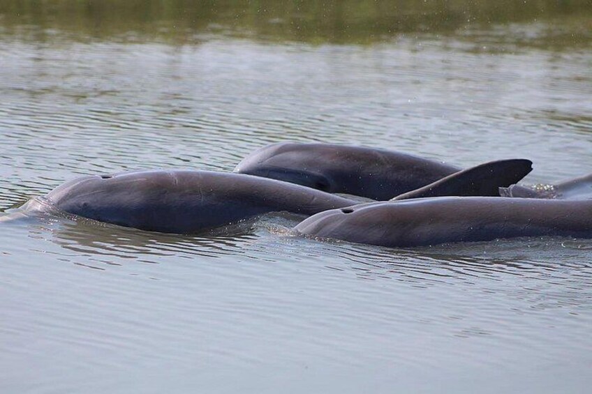 Three dolphins swimming in calm water. 1