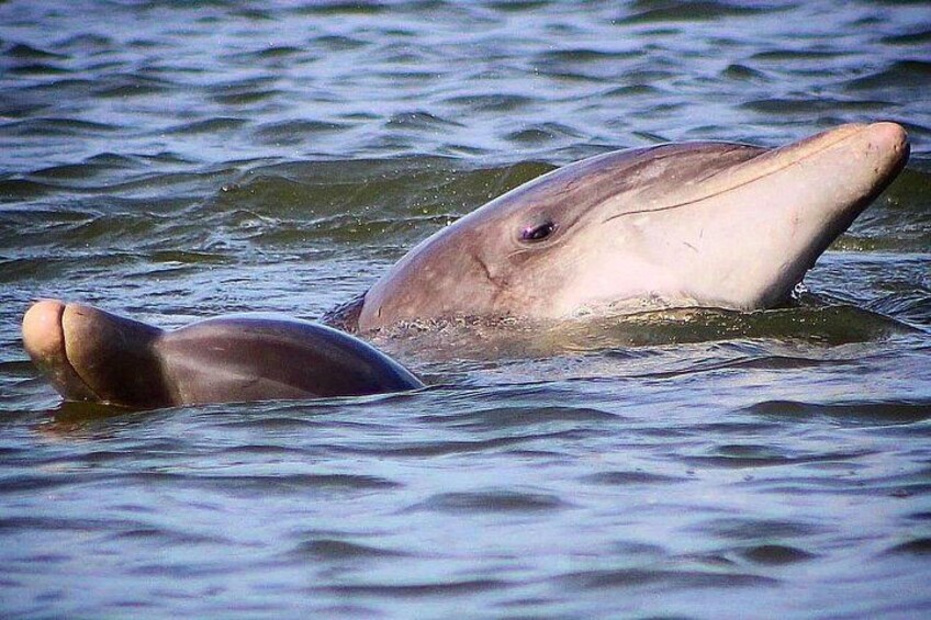 A dolphin swimming in the water. 2