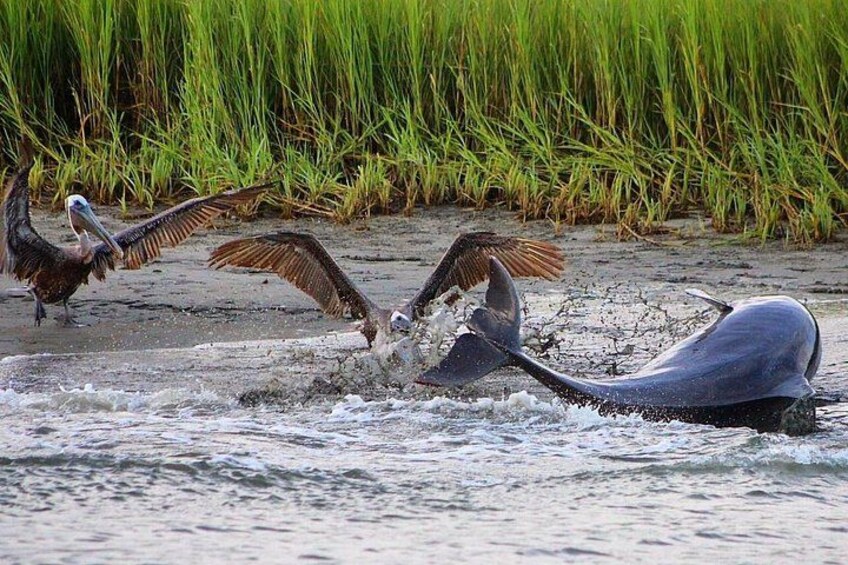 Folly Beach Dolphin Viewing Boat Excursion and Estuary Tour 2
