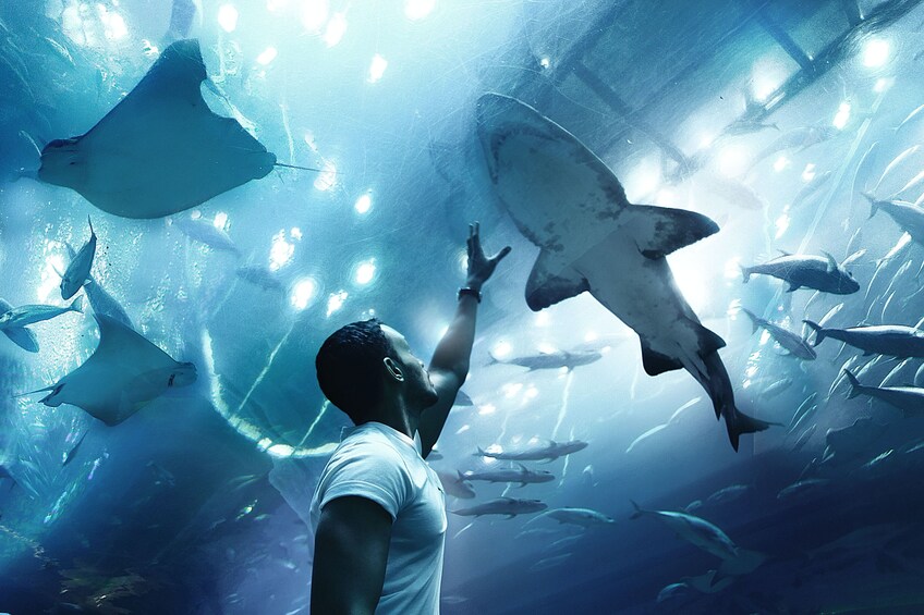 Abu Dhabi Mosque and Sea World Tour From Abu Dhabi 1