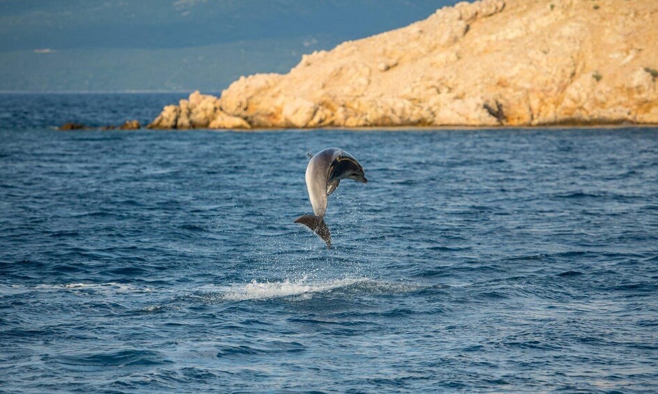 A dolphin leaping out of the water near a rocky coastline. 2