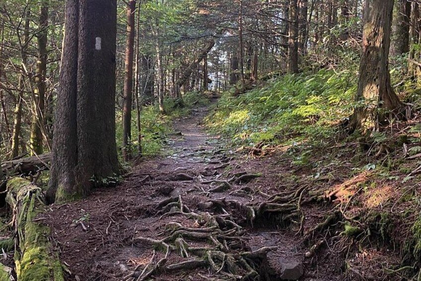 A forested trail with a muddy path, surrounded by trees and undergrowth. 3