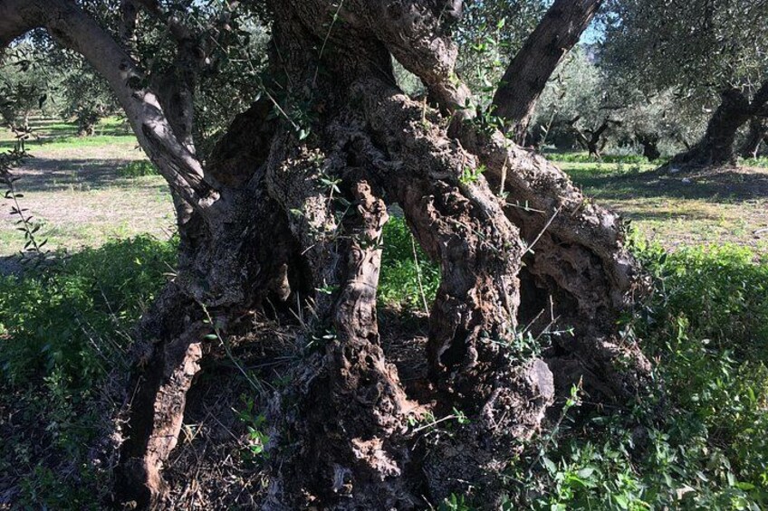 Olive Grove 2