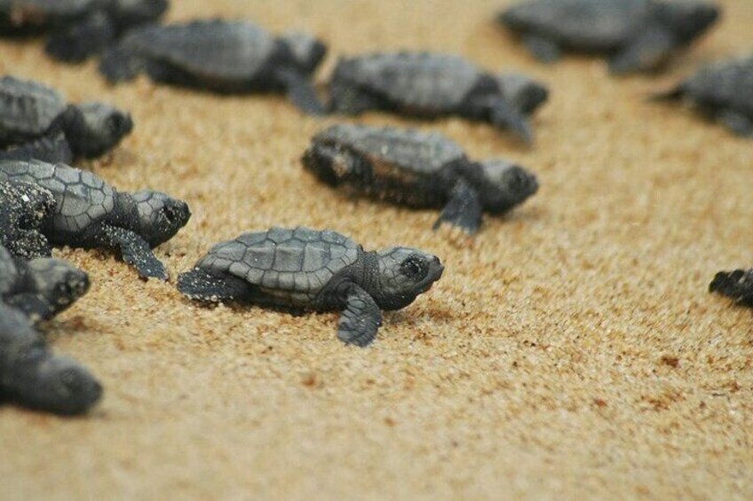 marmaris & icmeler dalyan turtle beach