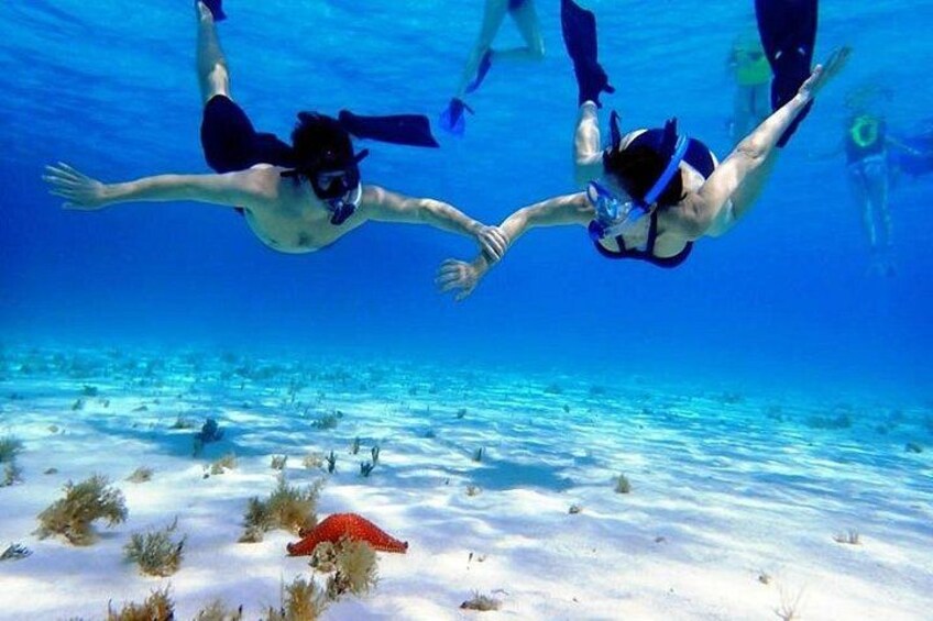 Dos personas buceando bajo el agua con un arrecife de coral y plantas marinas a la vista. 4