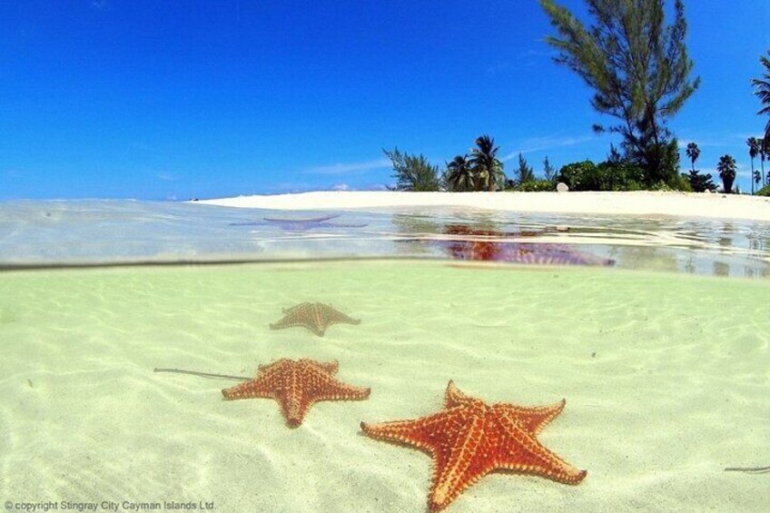 Cayman Adventure: Starfish Point, Stingray City and Coral Gardens