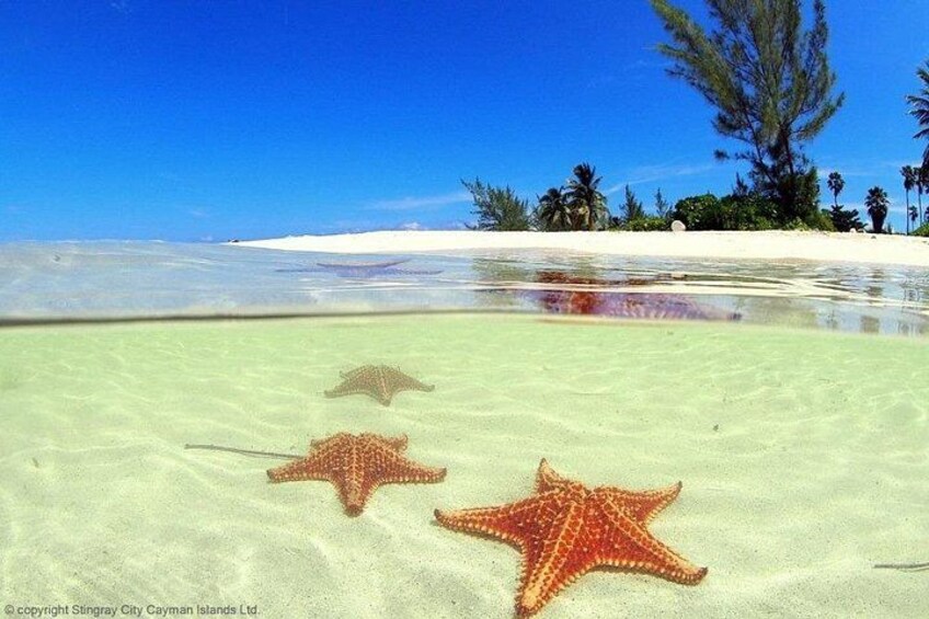 Una playa con agua cristalina y poco profunda, estrellas de mar en la arena y una costa distante con vegetación. 5