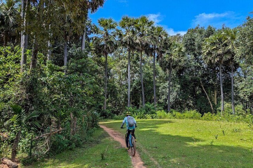 A person riding a bicycle on a dirt path through a forested area with tall trees and green grass. 2