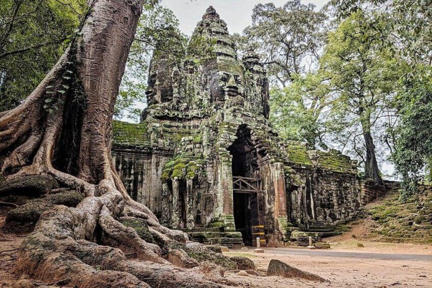 Un templo antiguo y enorme con tallas elaboradas y un árbol destacado de raíces extensas al frente. 3