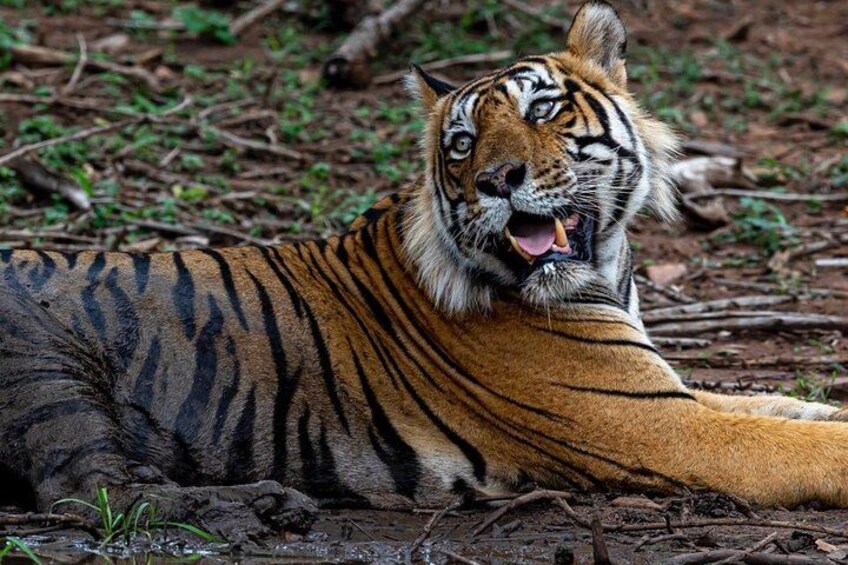 Tiger Sighting 2