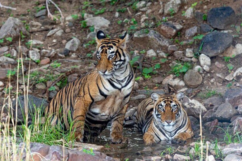 Tiger in Ranthambore National Park 3