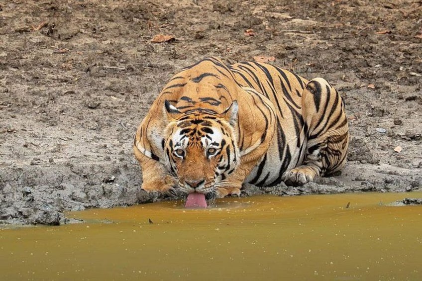Ranthambore Tiger Safari Day Tour from Jaipur 1
