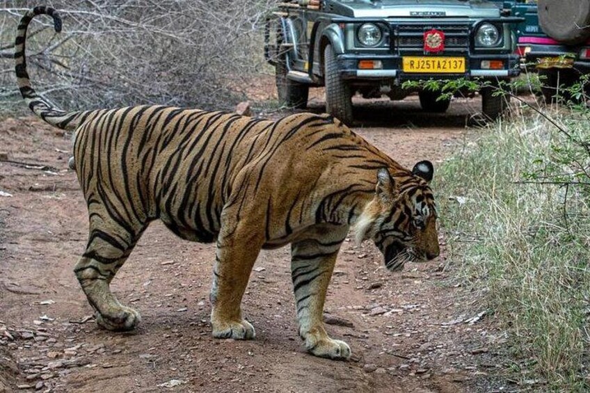 Tiger Sighting @ Ranthambore 2