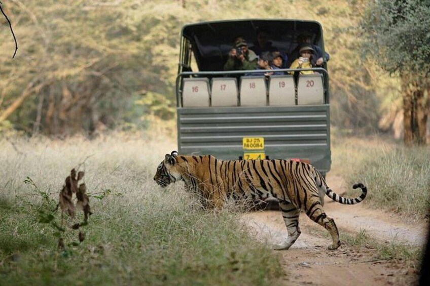 Canter Safari 4