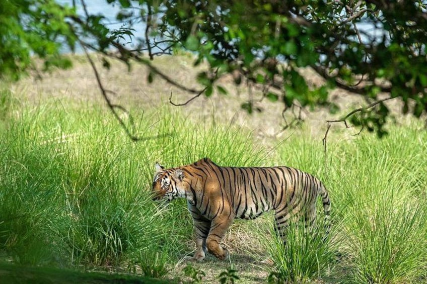 A tiger walking through a grassy area with trees in the background. 4
