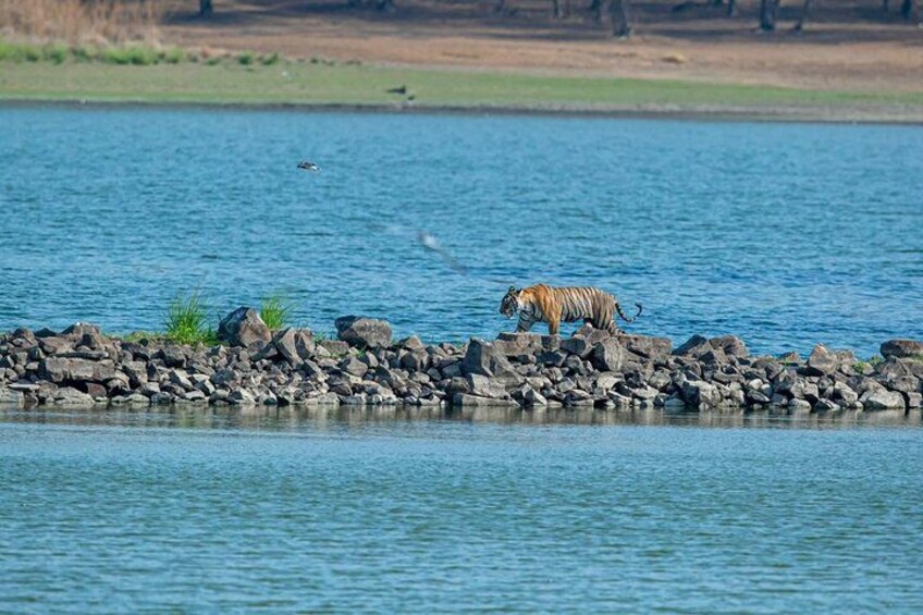 Same Day Ranthambore Tour 3