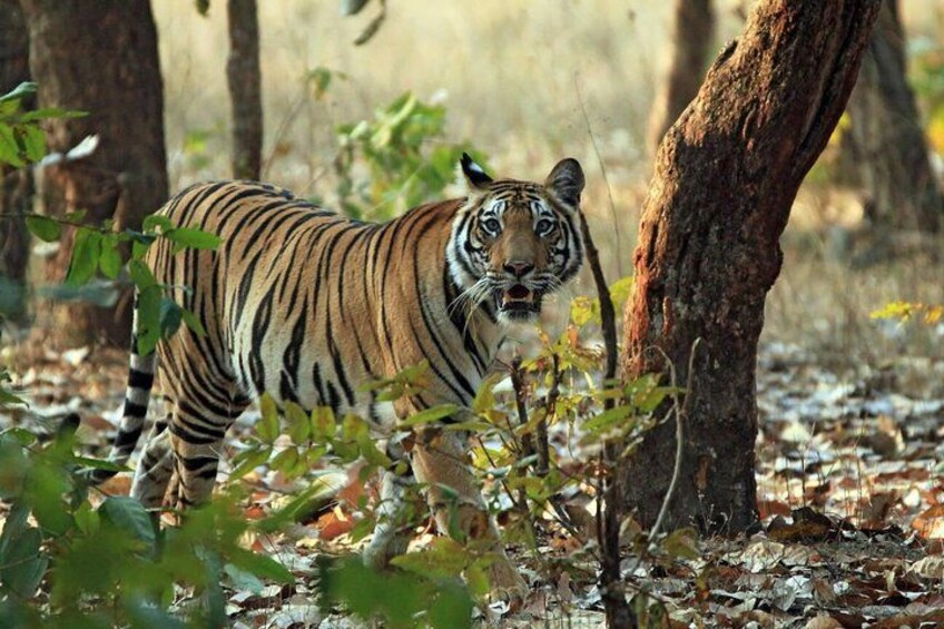 Tiger Safari 4