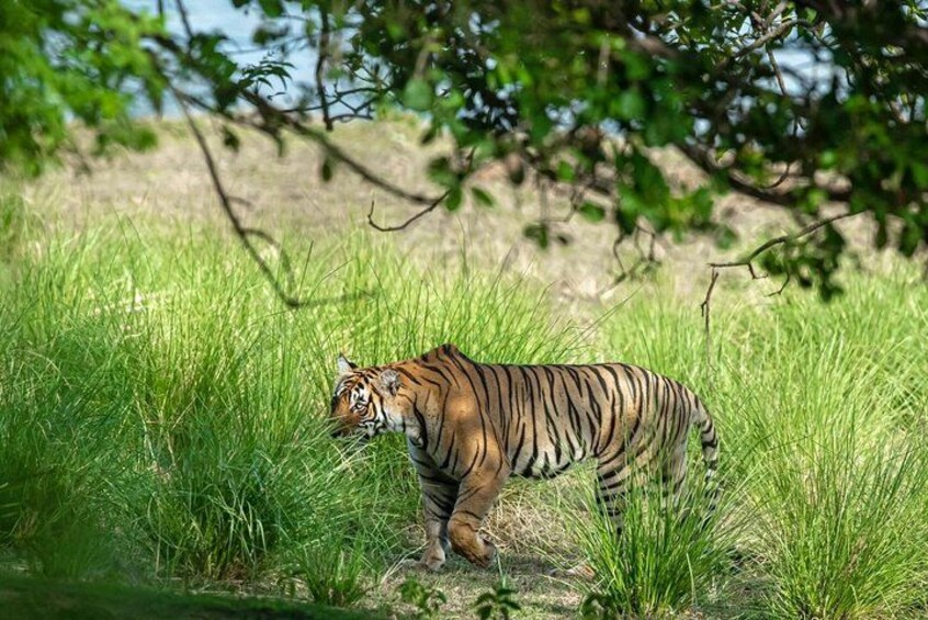 Ranthambore tiger safari tour 2