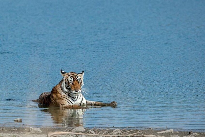 Tiger Safari at Ranthambore 3