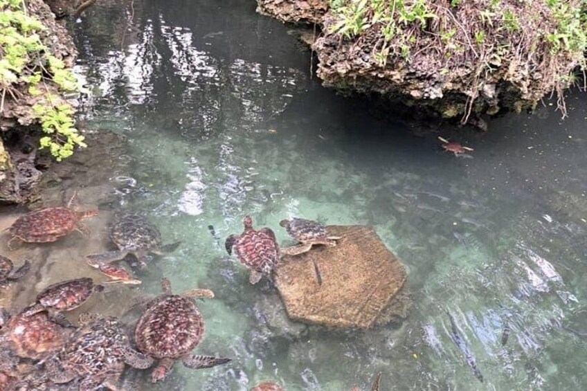 Mnemba Snorkeling, Dolphin and Baraka Natural Aquarium 5