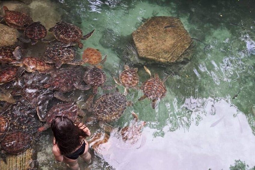 Mnemba Snorkeling, Dolphin and Baraka Natural Aquarium 4