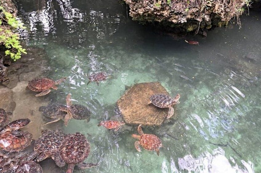 Mnemba Snorkeling, Dolphin and Baraka Natural Aquarium 3