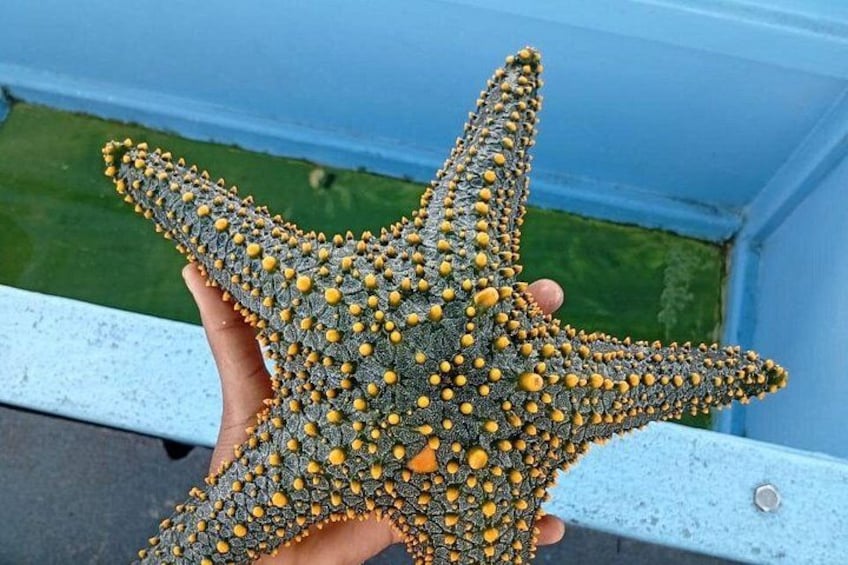 Una mano che tiene una stella marina con motivi gialli e grigi. 5