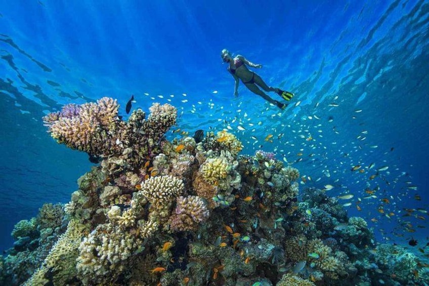 A diver exploring a vibrant coral reef with diverse marine life and colorful coral formations. 3