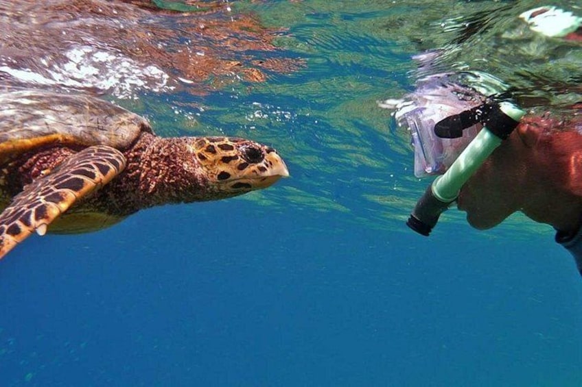 A sea turtle swimming underwater with a snorkel and mask. 2